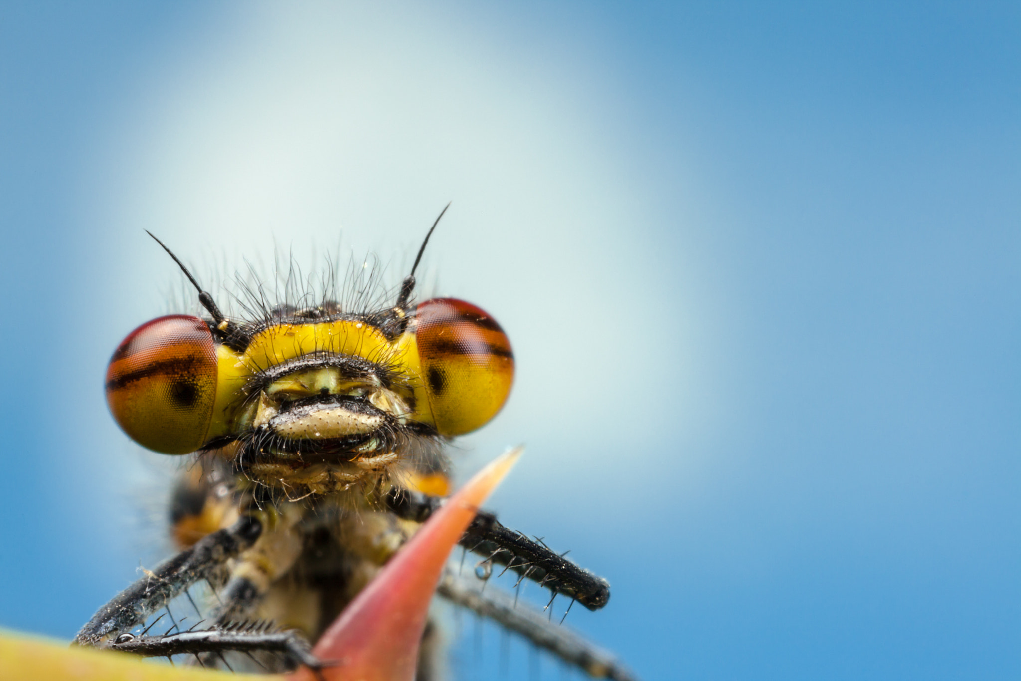 Canon MP-E 65mm F2.5 1-5x Macro Photo sample photo. Large red damselfly photography