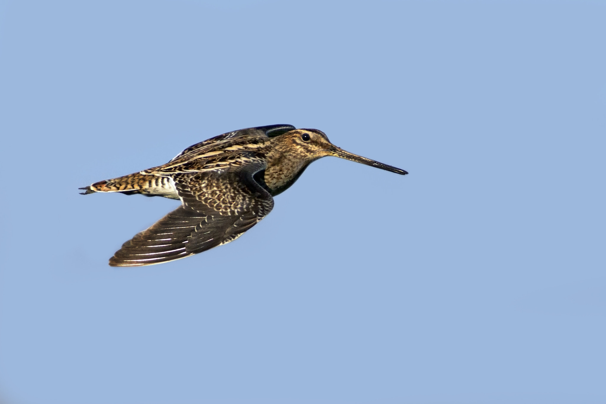 Canon EF 300mm f/2.8L + 2x sample photo. Snipe photography