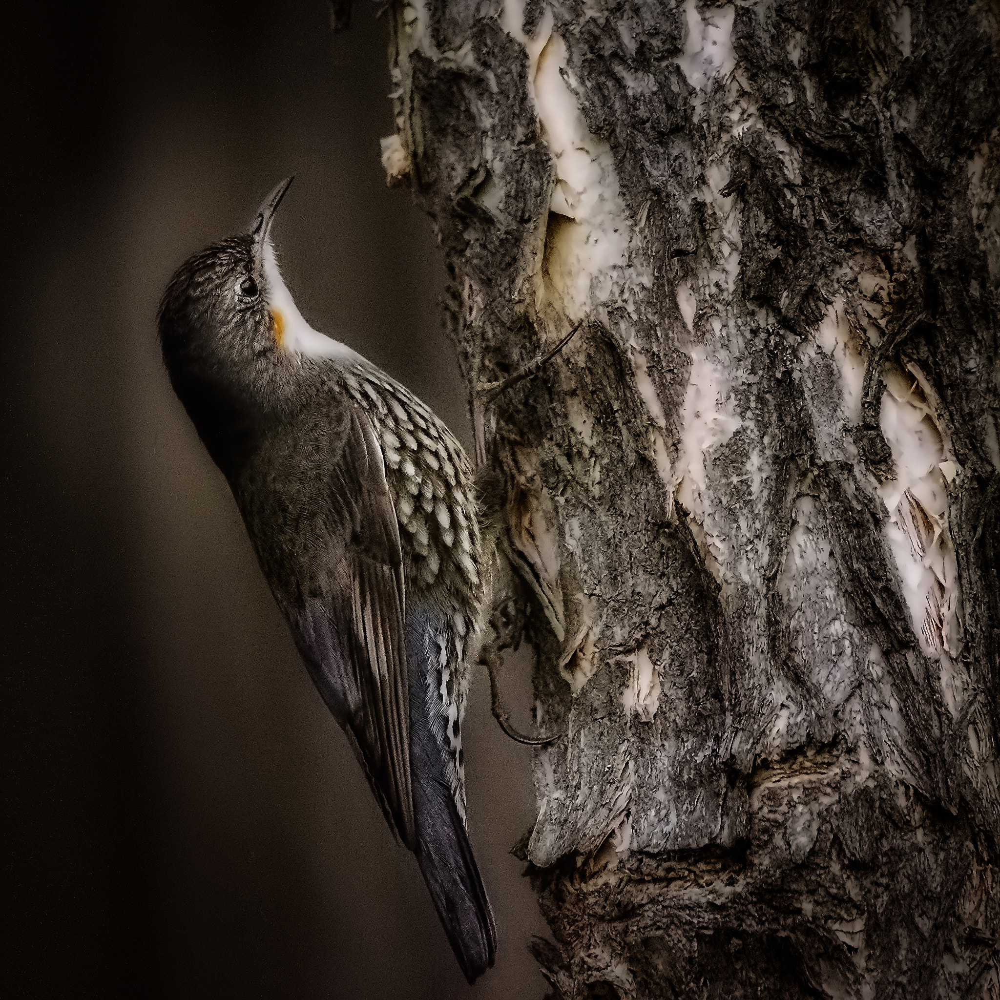 Sigma 150-600mm F5-6.3 DG OS HSM | C sample photo. White-throated treecreeper photography
