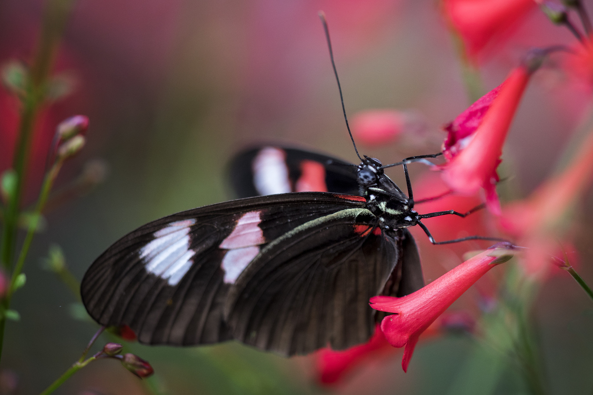 Sigma APO Macro 150mm f/2.8 EX DG HSM sample photo. Butterfly photography