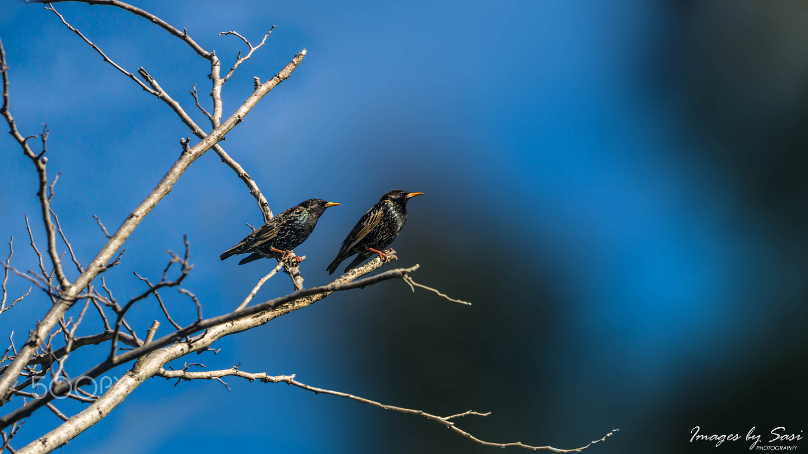 Sony a6000 + Sony FE 24-240mm F3.5-6.3 OSS sample photo. Common starlings photography