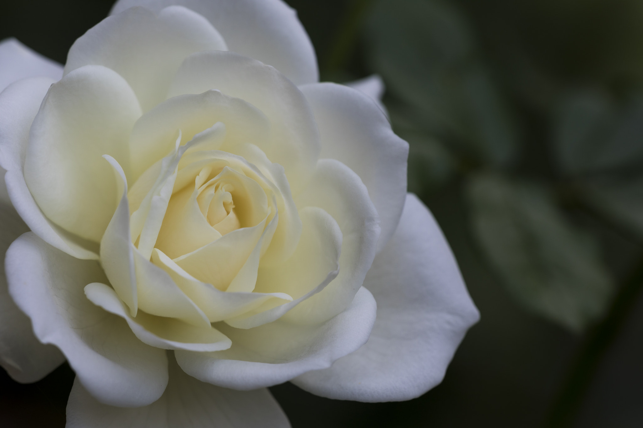 Sigma APO Macro 150mm f/2.8 EX DG HSM sample photo. Rose photography