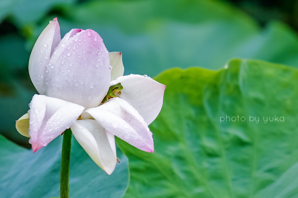 Canon EOS 750D (EOS Rebel T6i / EOS Kiss X8i) + Canon EF-S 55-250mm F4-5.6 IS sample photo. 雨宿り photography