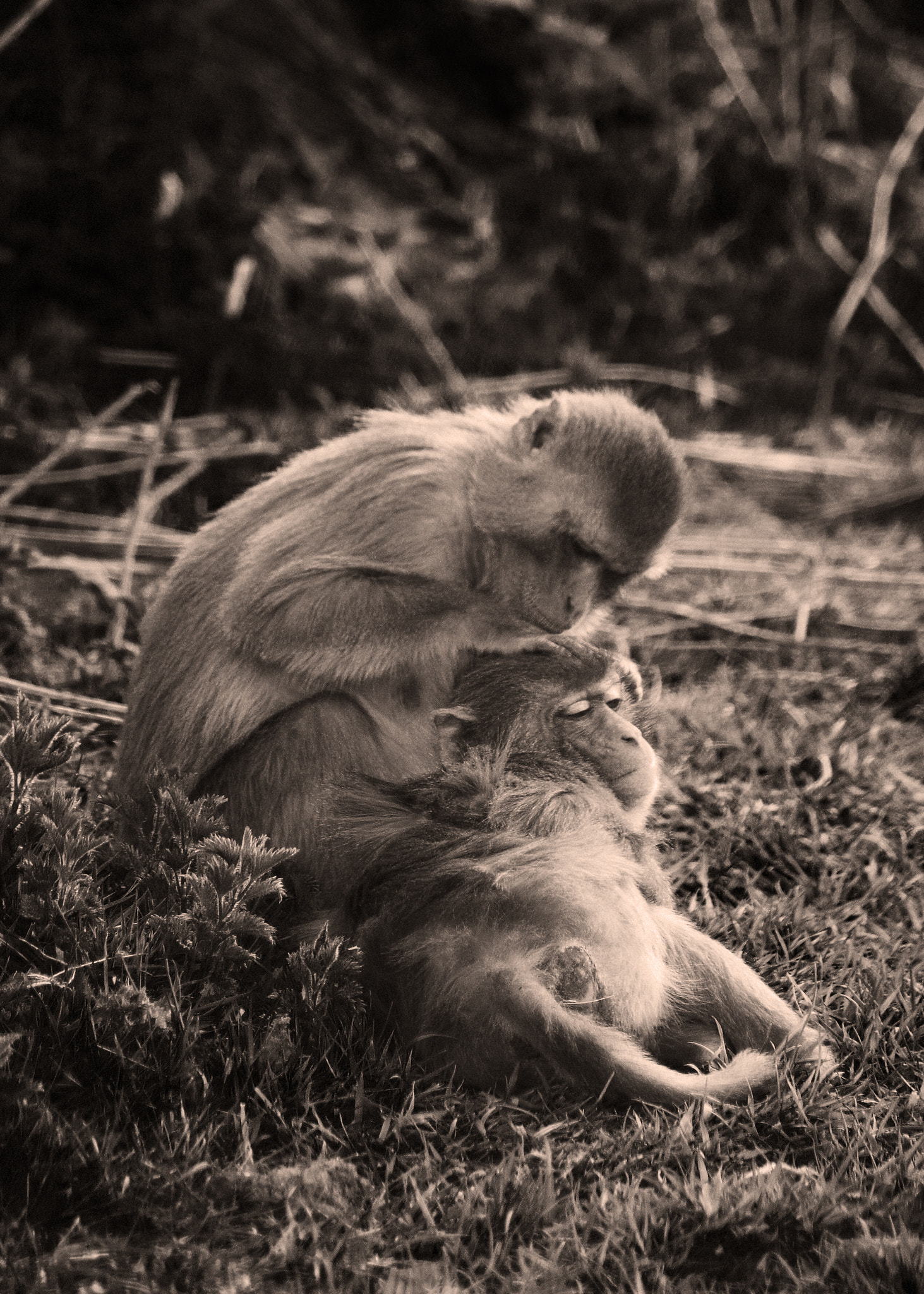 Samsung/Schneider D-XENON 50-200mm F4-5.6 sample photo. Monkeys photography
