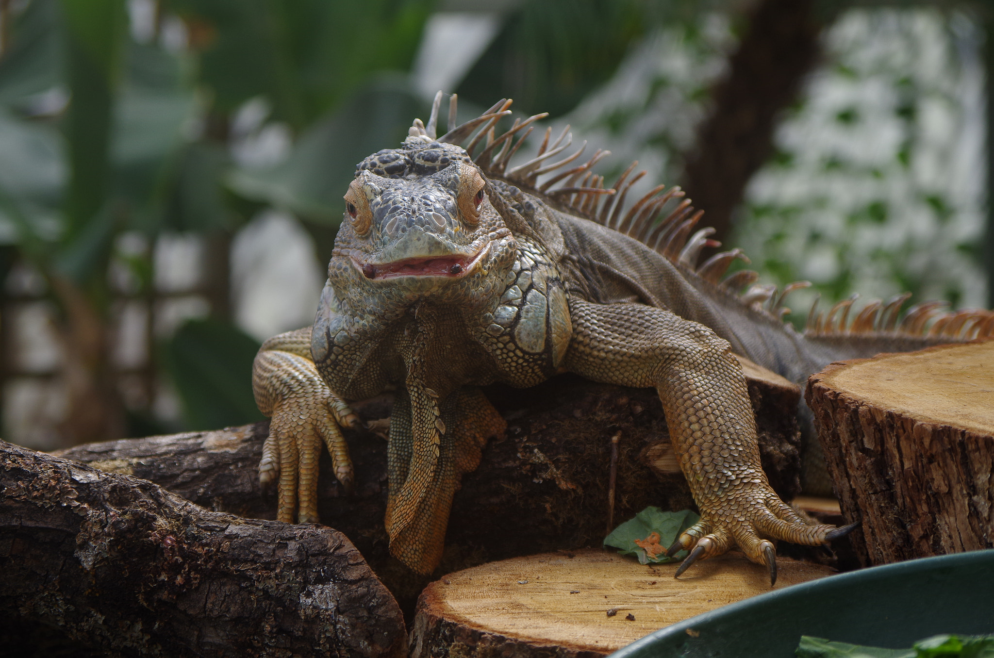 Samsung/Schneider D-XENON 50-200mm F4-5.6 sample photo. Lizard photography