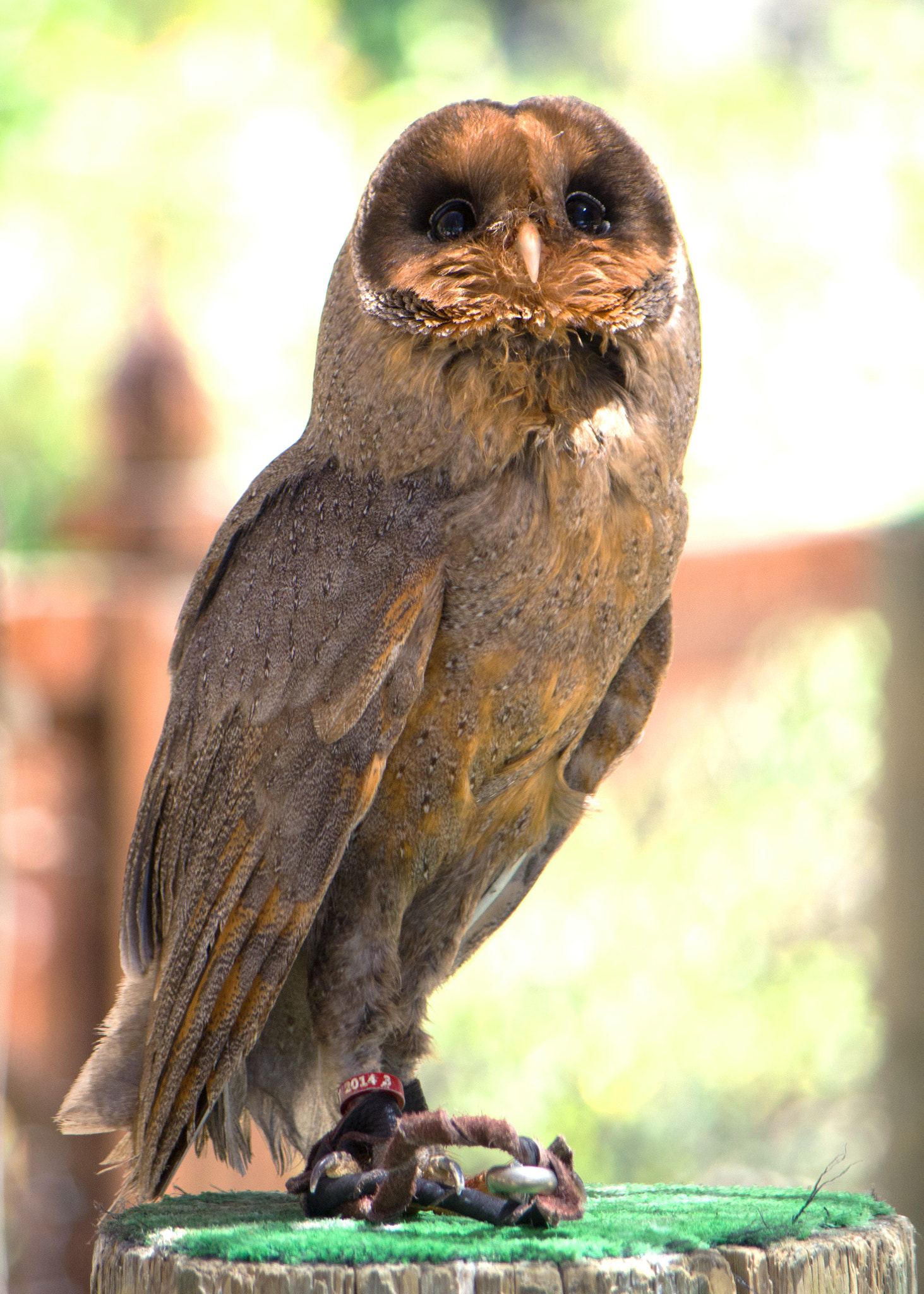 Pentax K-30 sample photo. Owl photography