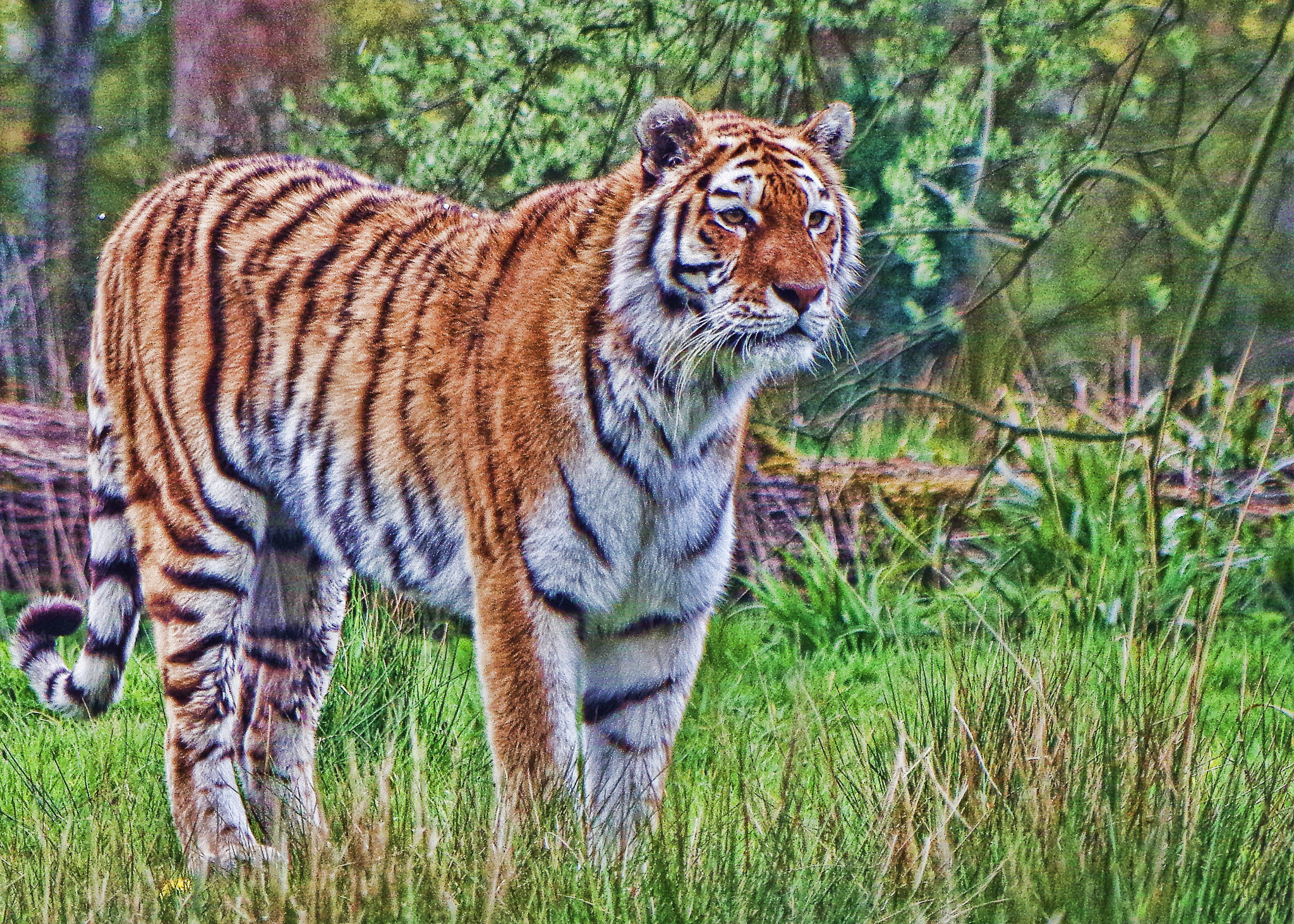 Samsung/Schneider D-XENON 50-200mm F4-5.6 sample photo. Tiger photography
