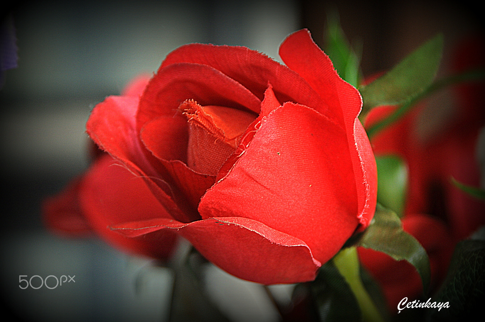 Nikon D300S + Nikon AF-S Nikkor 24-120mm F3.5-5.6G ED-IF VR sample photo. Red rose photography
