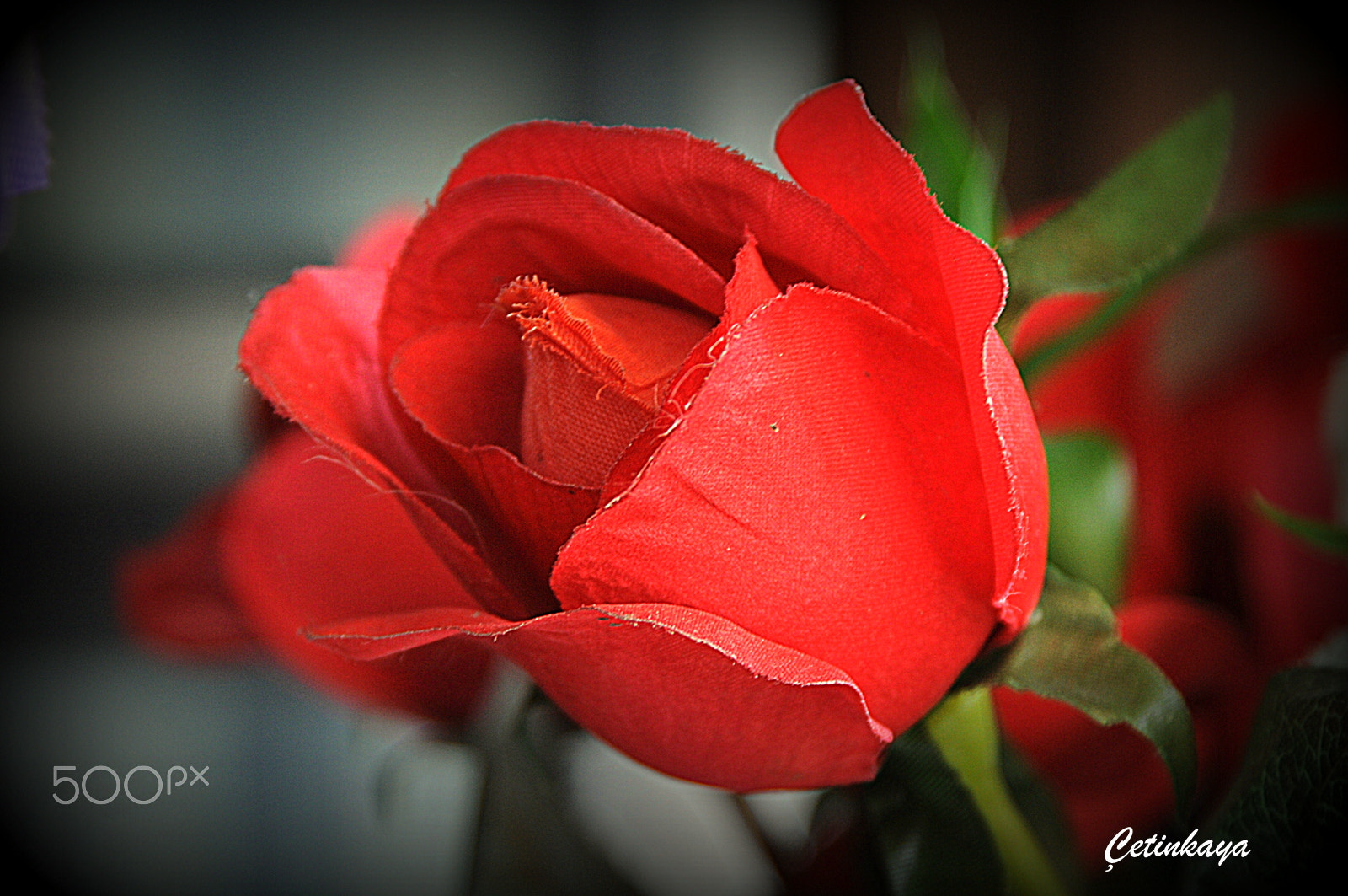 Nikon D300S sample photo. Red rose photography