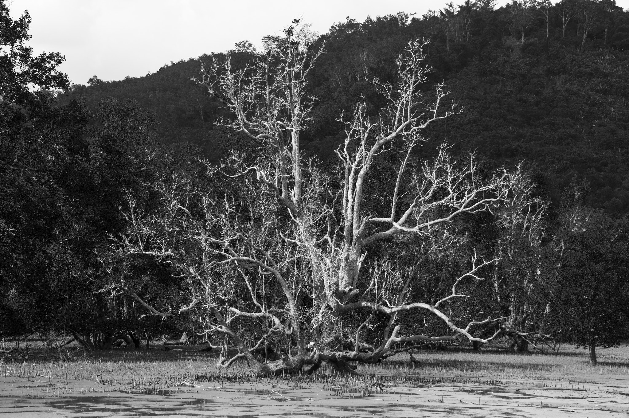 Sony Alpha NEX-5T sample photo. Lonely tree photography