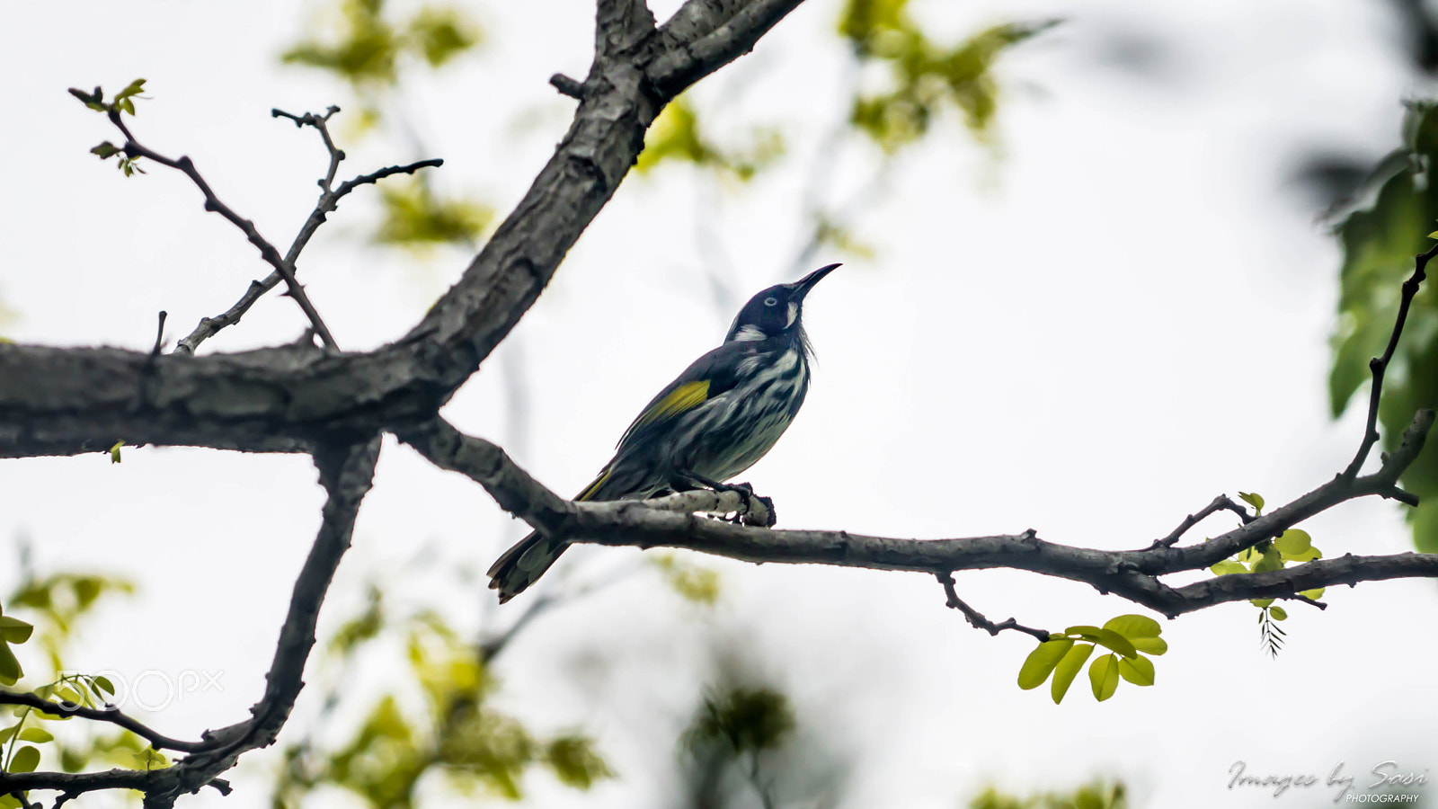 Sony a6000 + Sony FE 24-240mm F3.5-6.3 OSS sample photo. New holland honeyeater photography