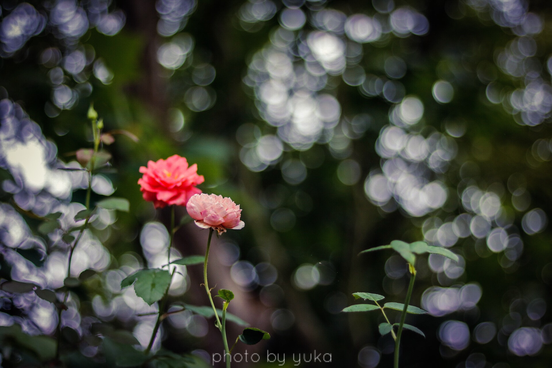 Canon EF 50mm F1.8 STM sample photo. 想いは今もそこにある photography