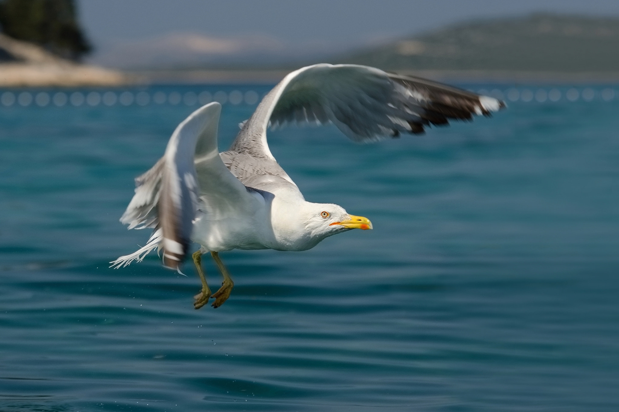 Sigma 70-200mm F2.8 EX DG Macro HSM II sample photo. Seagull photography