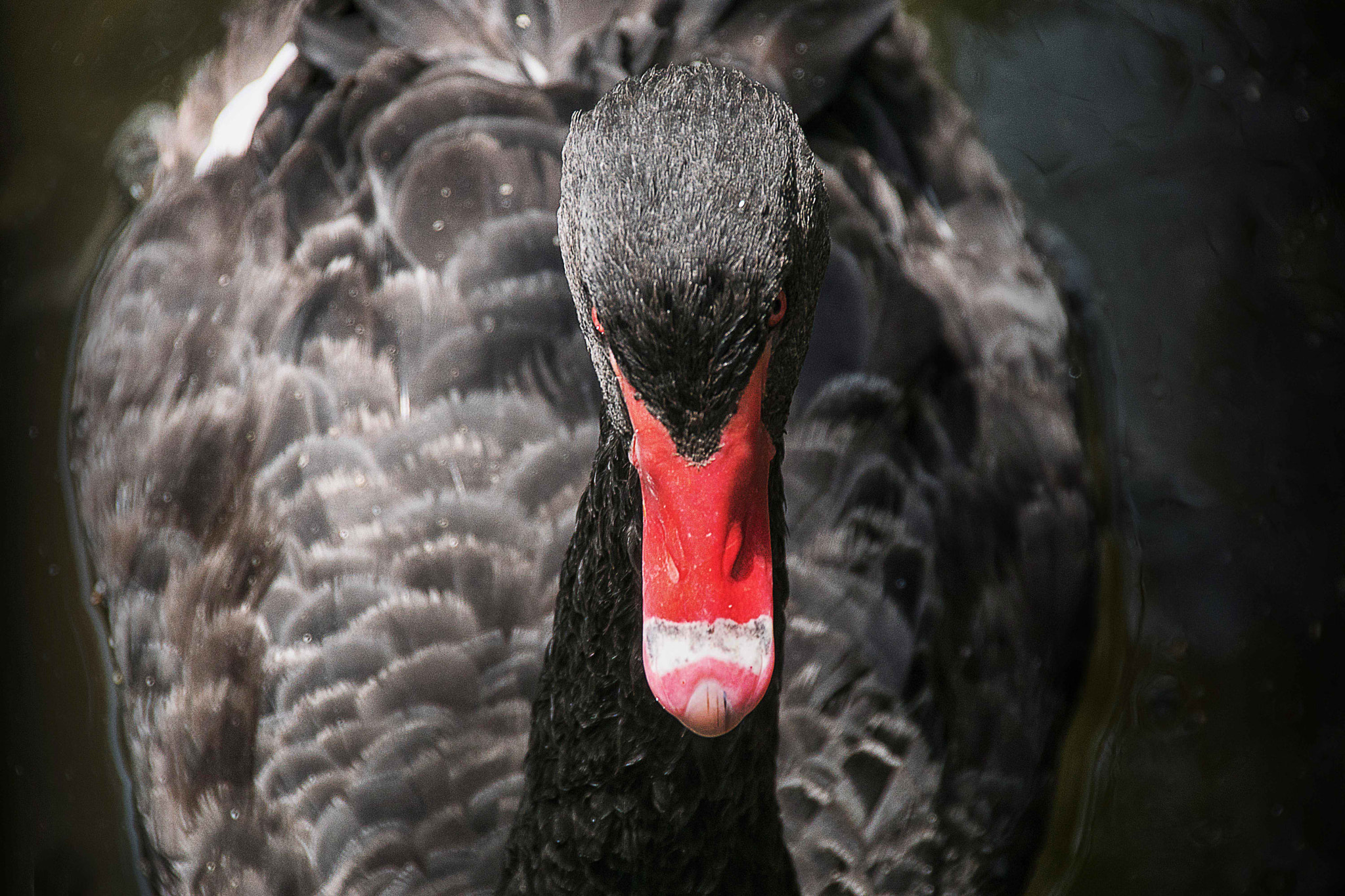 Sony ILCA-77M2 sample photo. Black swan photography