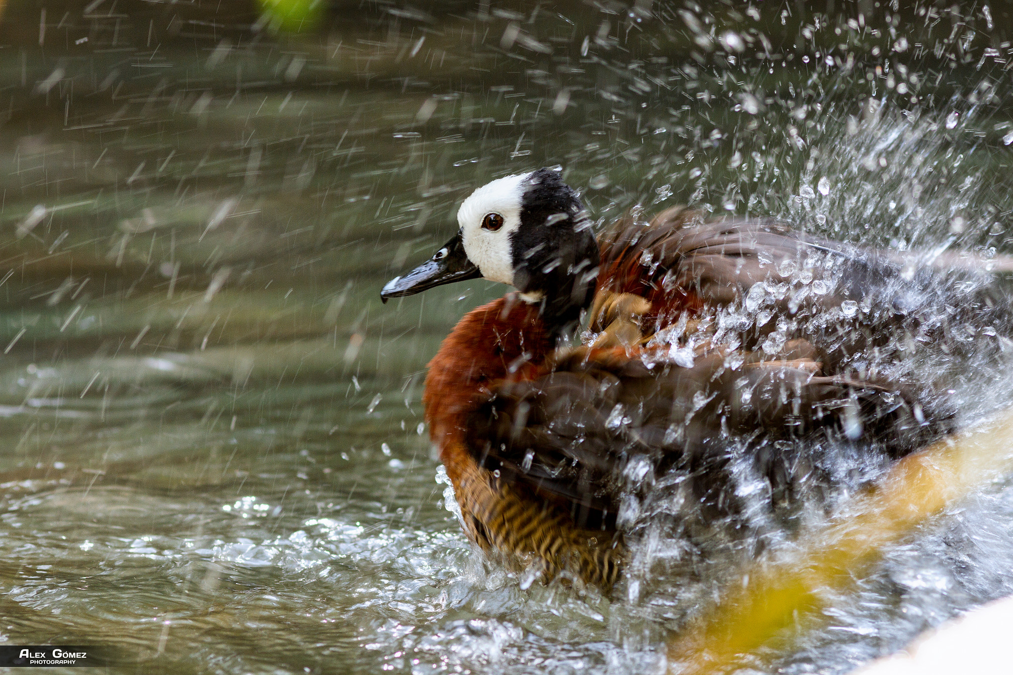 Canon EOS 7D + Canon EF 200mm F2.8L II USM sample photo. Bath time photography