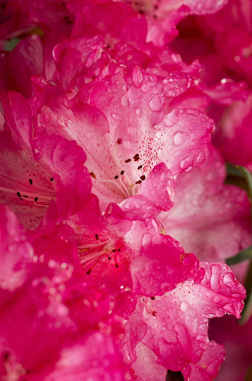 Pentax K-30 + Tamron SP AF 90mm F2.8 Di Macro sample photo. Rhododendron  photography