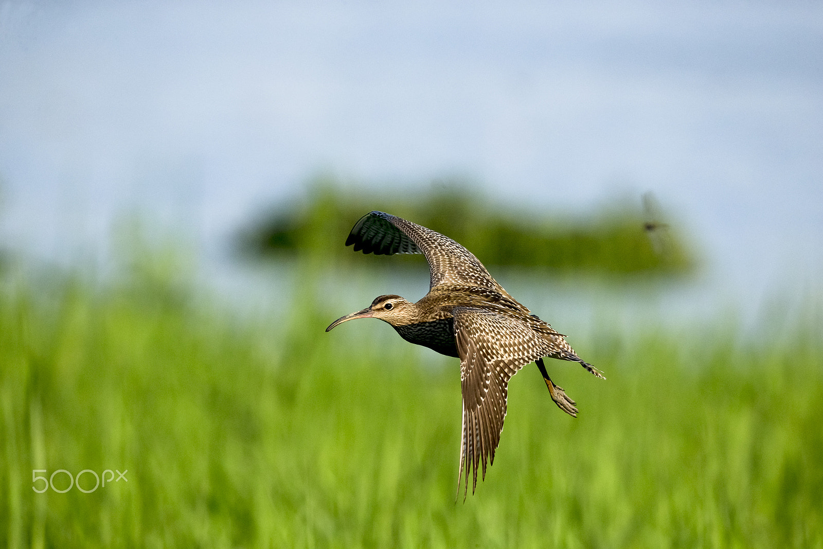 Canon EOS-1D X sample photo. Flying in the morning light photography