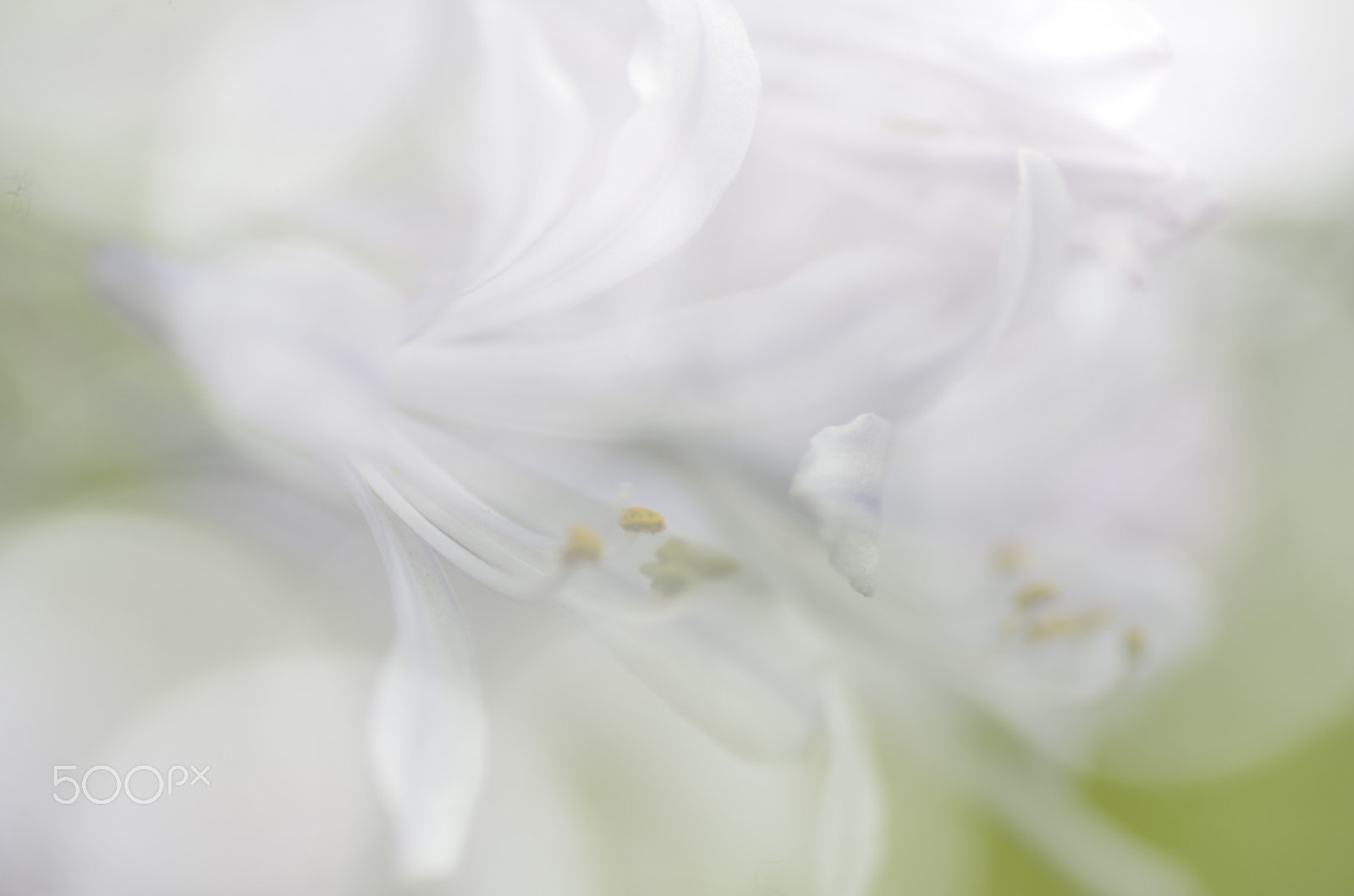 Pentax K-30 + Tamron SP AF 90mm F2.8 Di Macro sample photo. Bloom faint photography