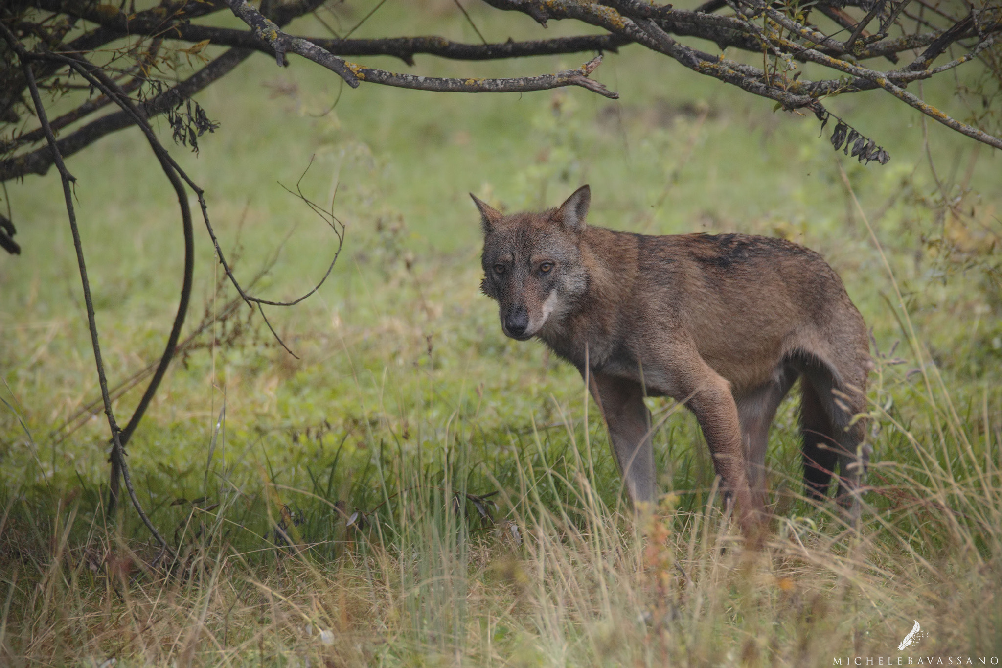 150-600mm F5-6.3 DG OS HSM | Sports 014 sample photo. Encounter with the wolf photography