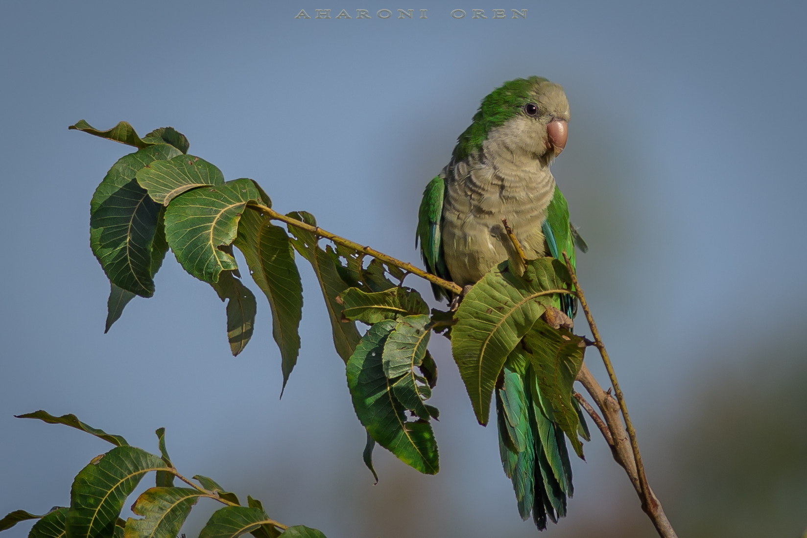 Nikon AF-S Nikkor 300mm F4D ED-IF sample photo. Dsc photography
