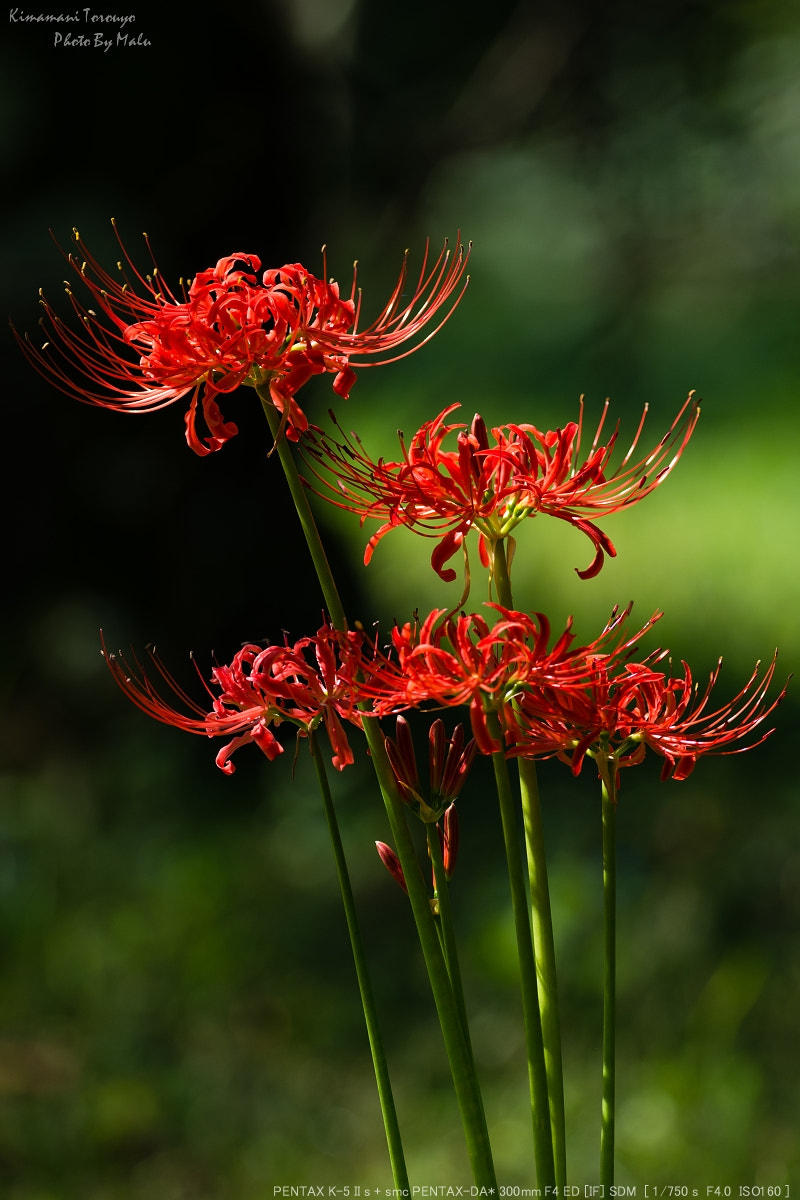 Pentax smc DA* 300mm F4.0 ED (IF) SDM sample photo. Lycoris radiata（ヒガンバナ） photography