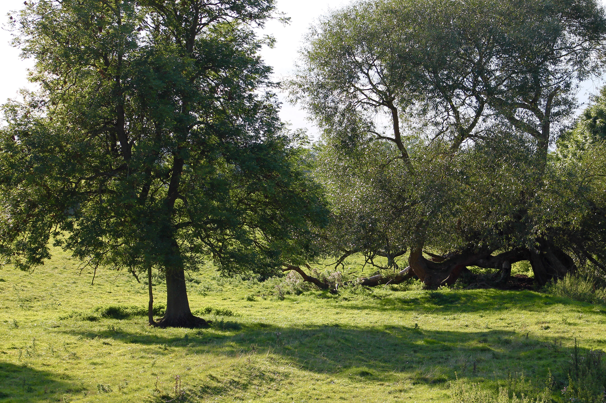 Canon EF75-300mm f/4-5.6 sample photo. Trees and shadows photography