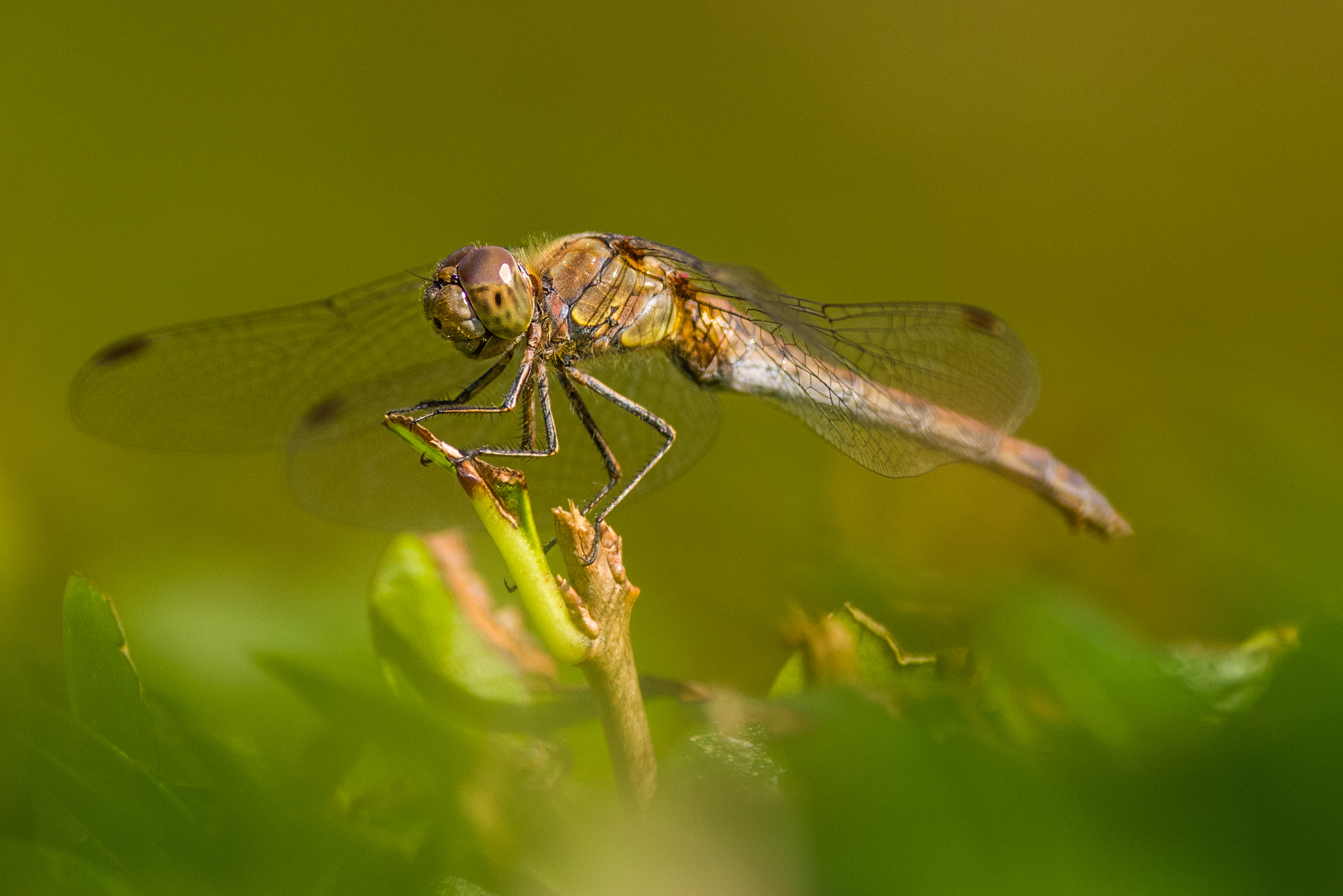 Pentax smc DA* 300mm F4.0 ED (IF) SDM sample photo. Enjoy the sun photography