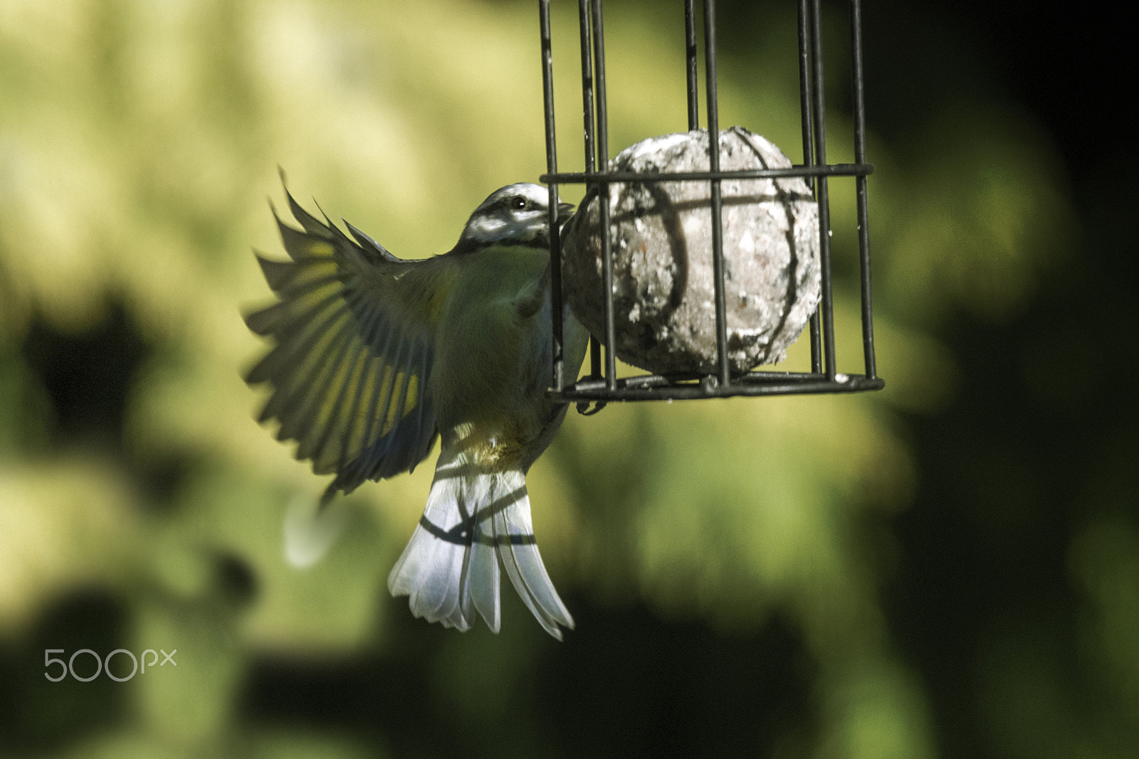 Sigma 120-400mm F4.5-5.6 DG OS HSM sample photo. Blue tit fat ball photography