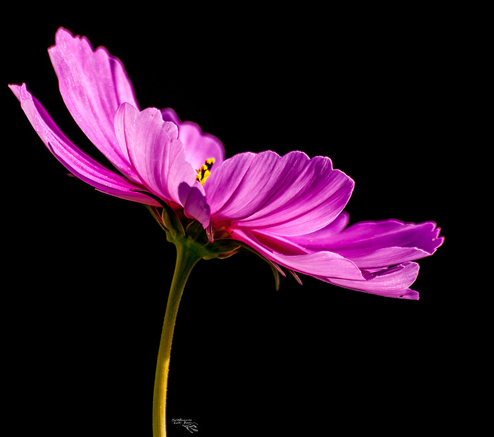 Olympus Zuiko Digital ED 70-300mm F4.0-5.6 sample photo. Pink lady photography