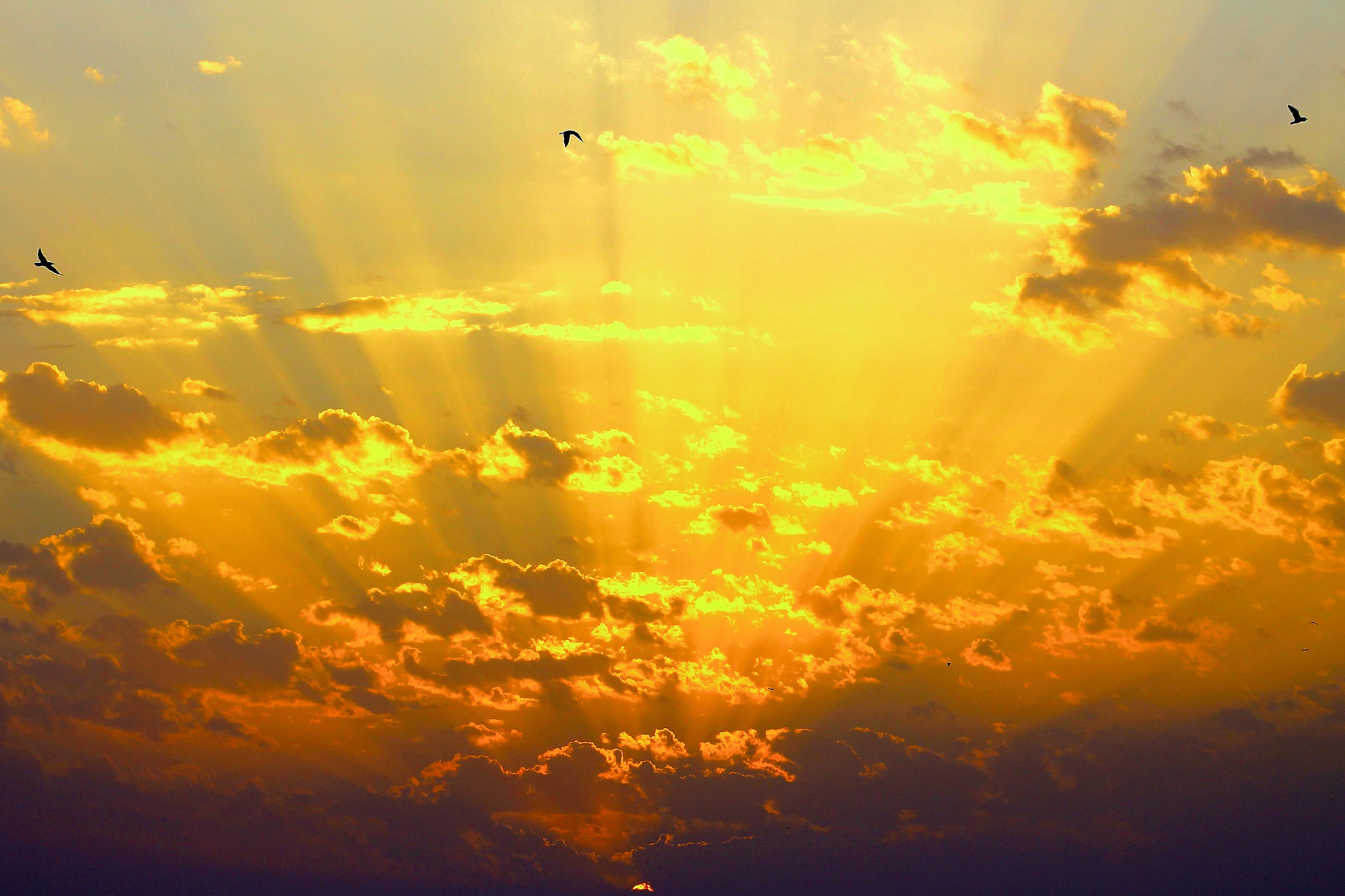 Canon EF75-300mm f/4-5.6 sample photo. Gulls weaving through sunbeams photography
