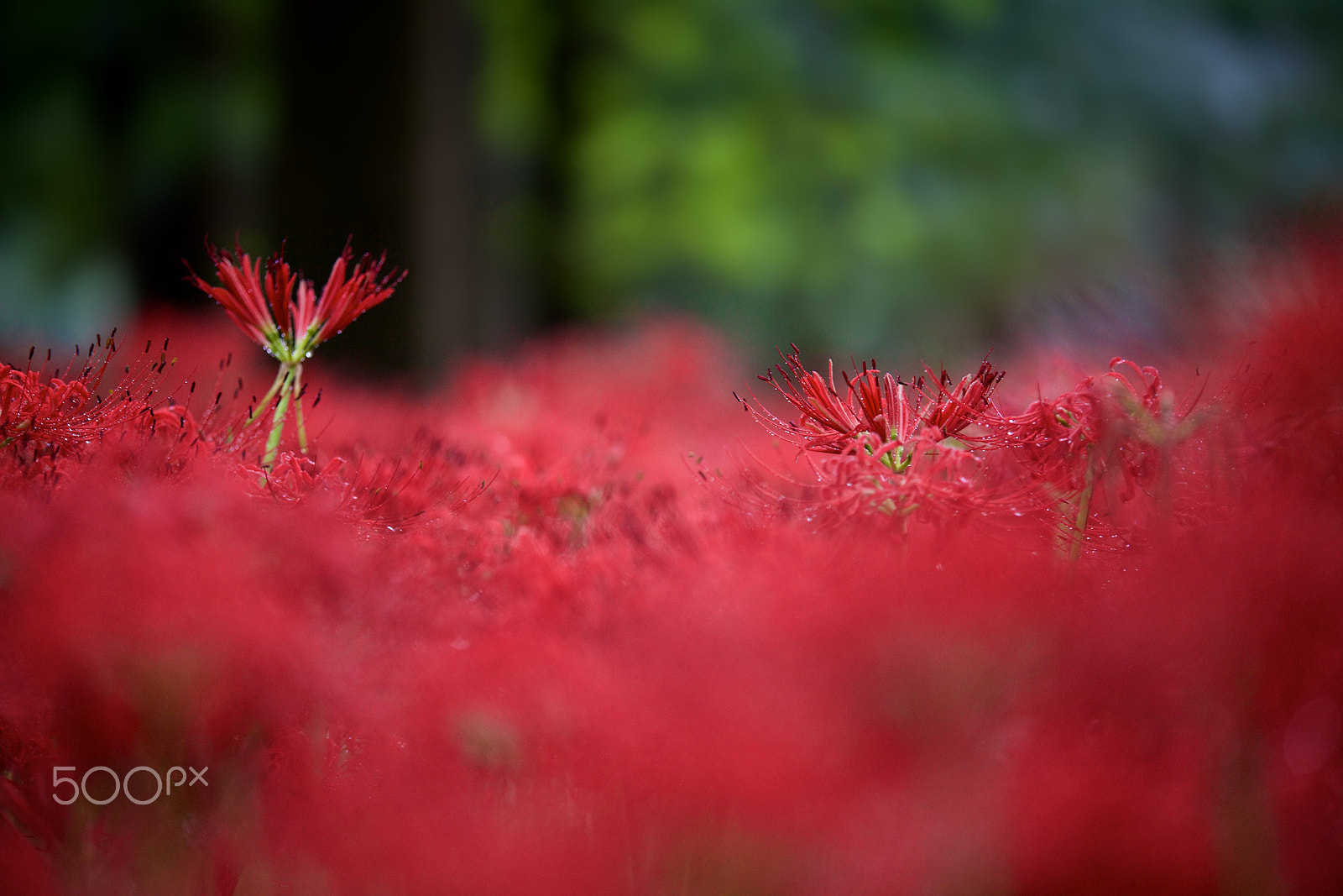 Tamron SP AF 180mm F3.5 Di LD (IF) Macro sample photo. Hide and seek photography