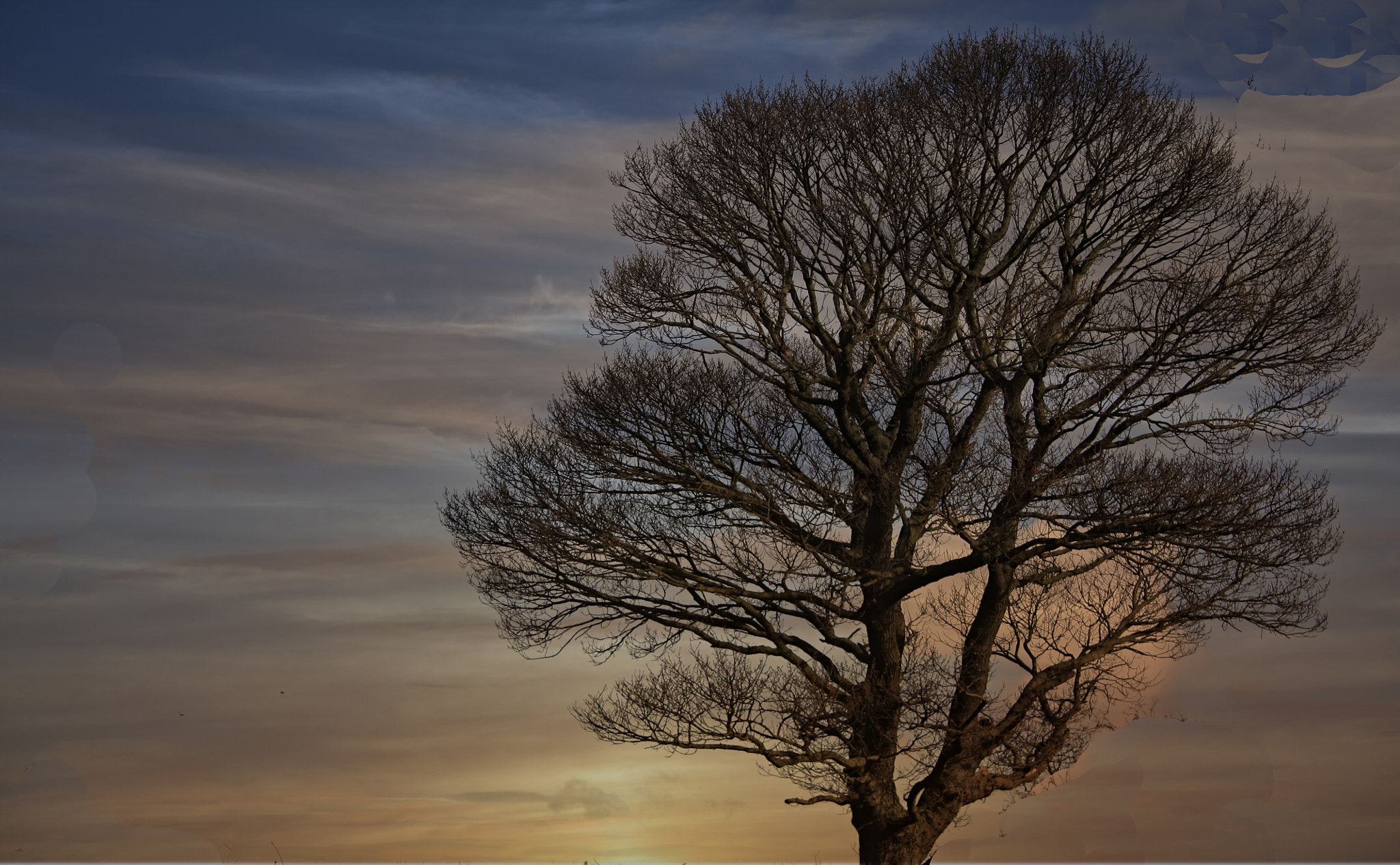 Canon EOS 450D (EOS Rebel XSi / EOS Kiss X2) sample photo. Tree at sunset photography