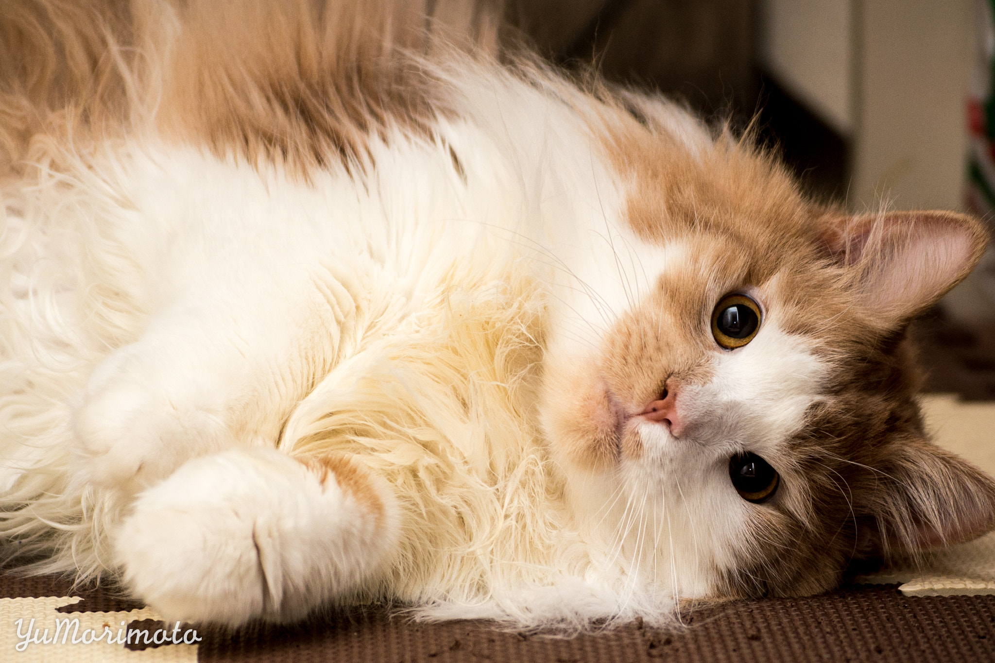 Nikon D600 sample photo. Everyday cat photography