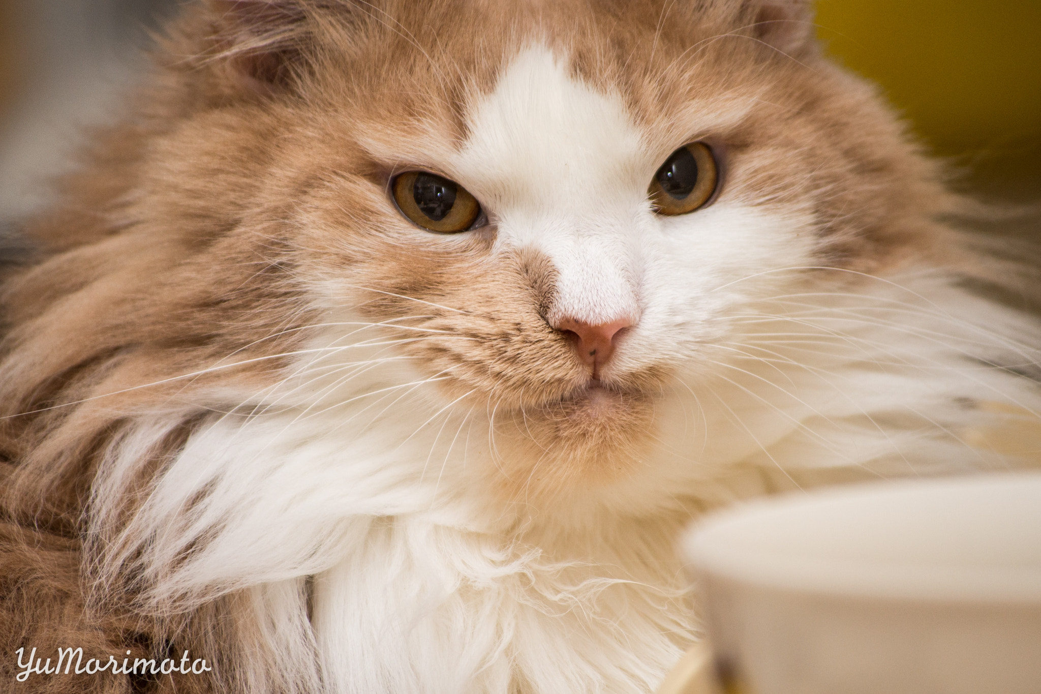 Nikon D600 sample photo. Everyday cat photography