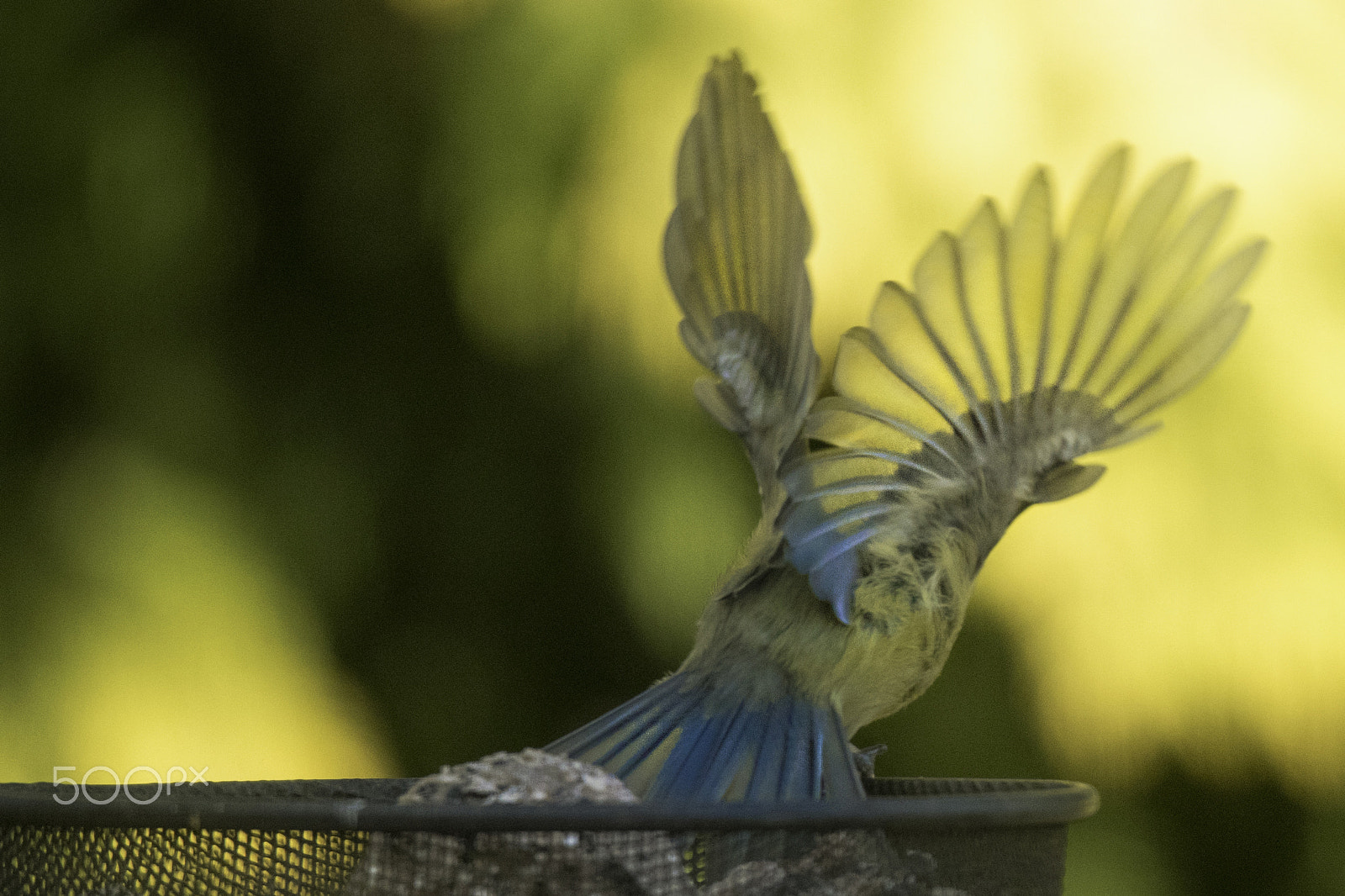 Sigma 120-400mm F4.5-5.6 DG OS HSM sample photo. A fan of wings photography