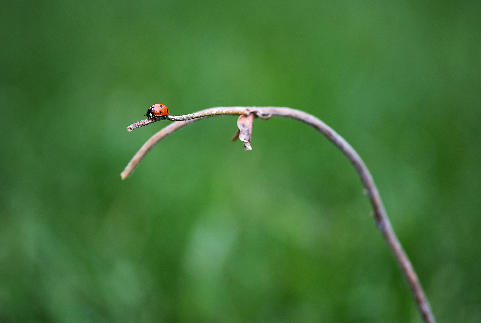 Nikon D600 + Nikon AF-S Nikkor 300mm F4D ED-IF sample photo. Out on a limb photography