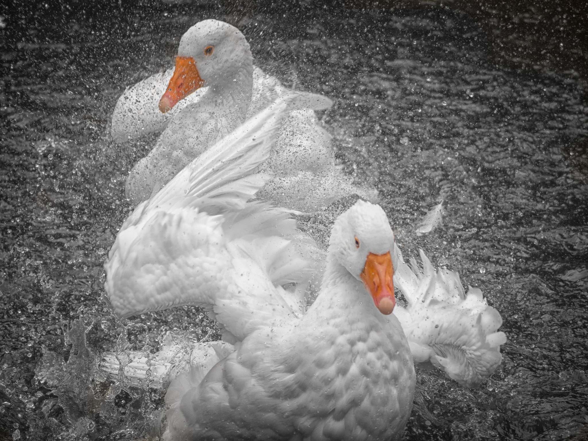 Panasonic Lumix G Vario 45-200mm F4-5.6 OIS sample photo. Morning ritual photography