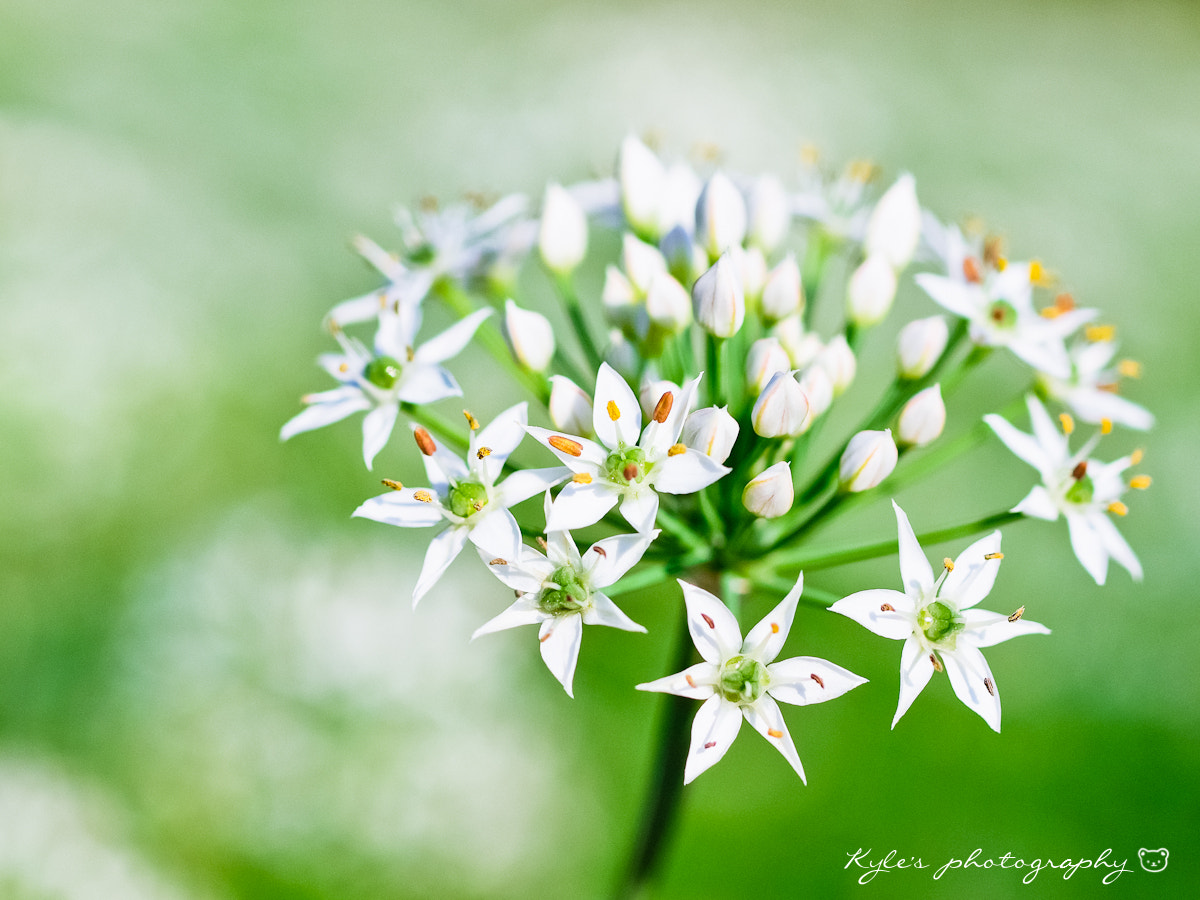 OLYMPUS 50mm Lens sample photo. 韭菜花 photography