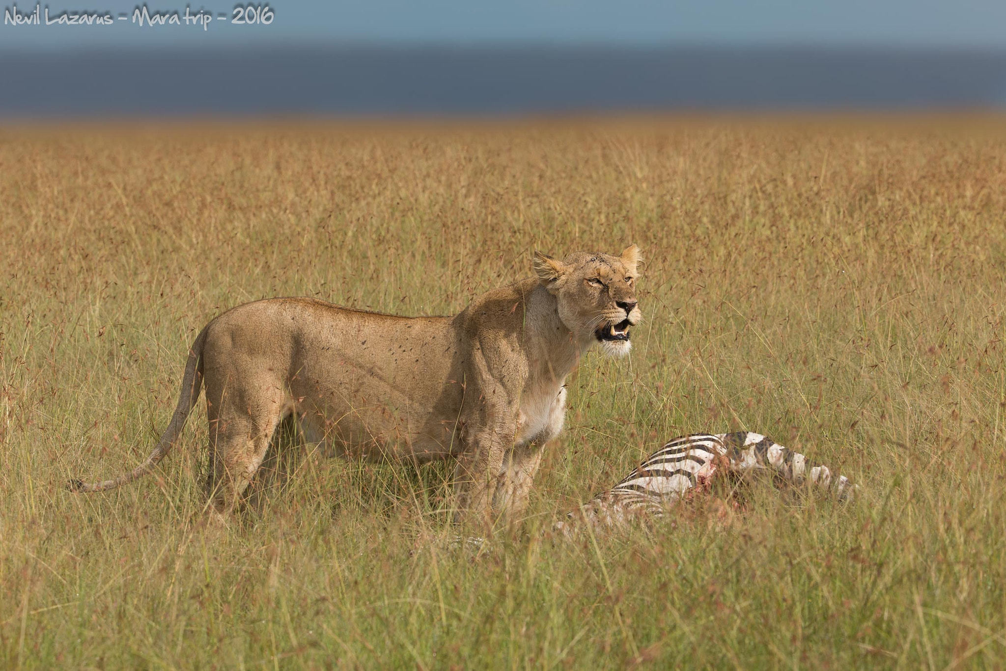Canon EF 200-400mm F4L IS USM Extender 1.4x sample photo. Lioness and zebra (2) photography