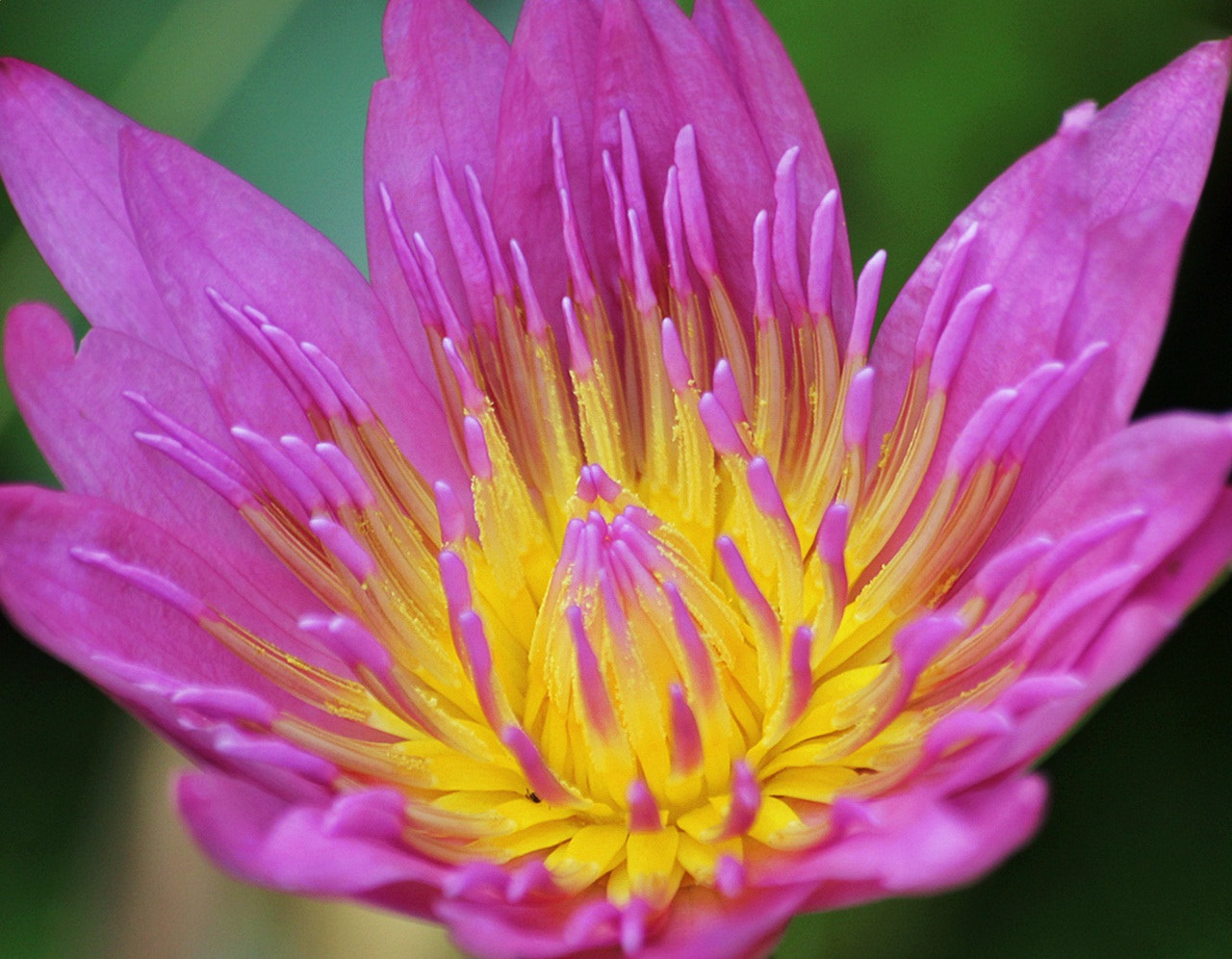 Sigma 70-300mm F4-5.6 APO DG Macro sample photo. Pink and pollen photography