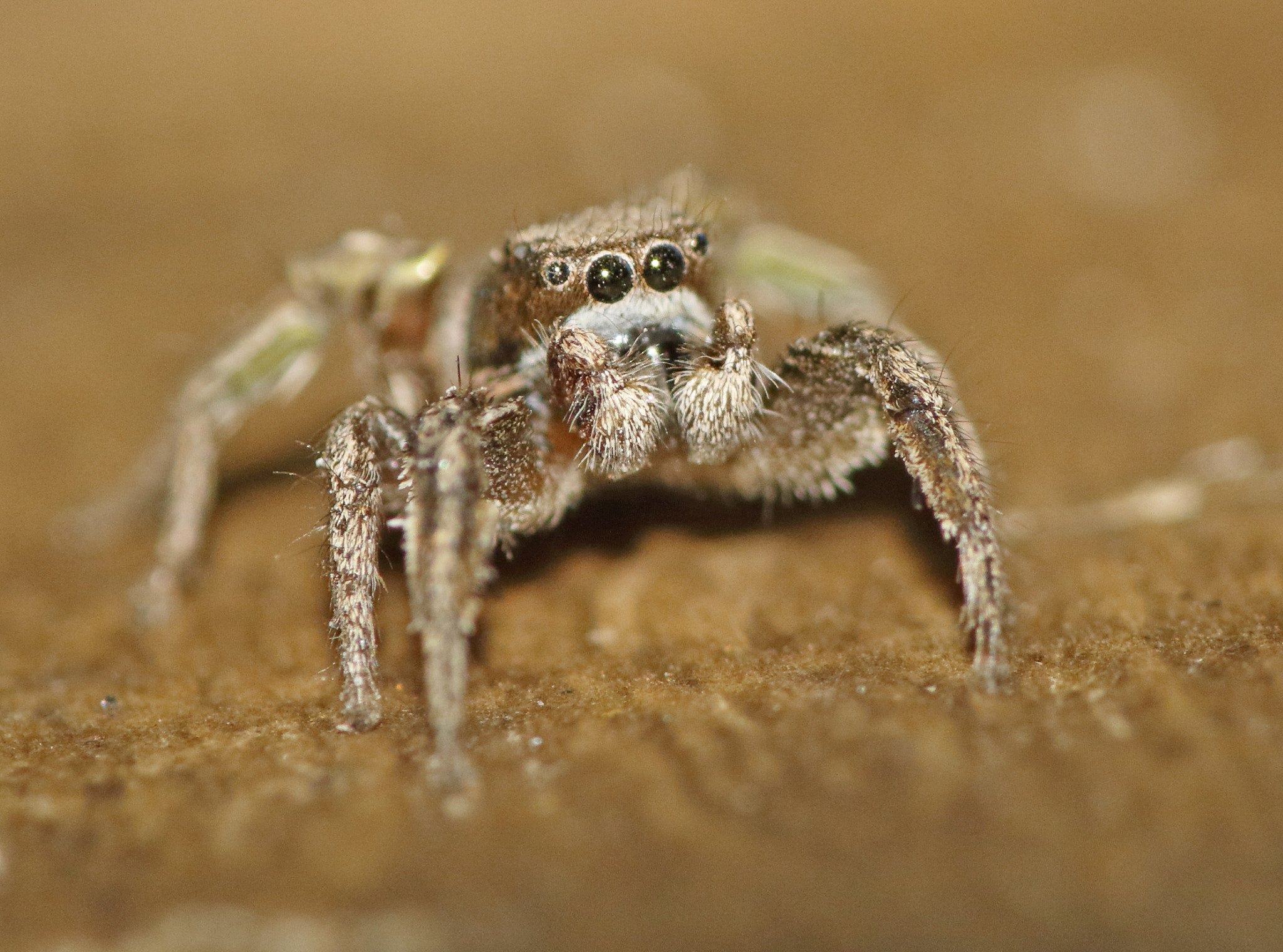 Canon EF 180mm F3.5L Macro USM sample photo. Jumping spider photography