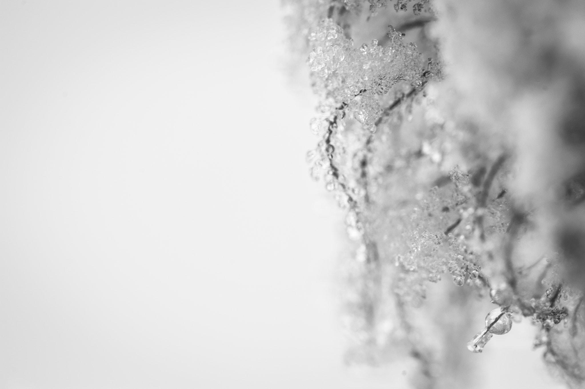 Nikon D700 + Nikon AF Micro-Nikkor 200mm F4D ED-IF sample photo. Oksanarezzonicophotography photography