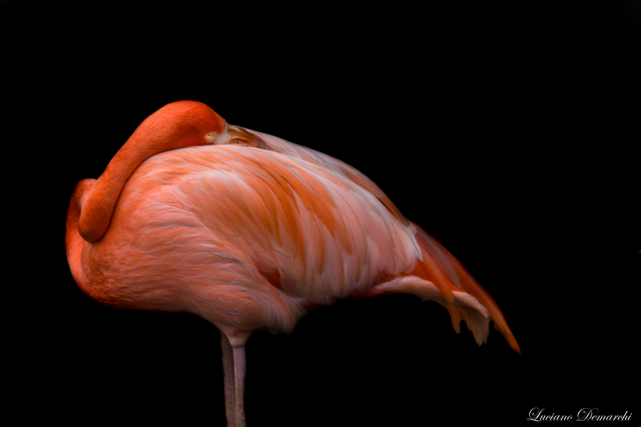Canon EOS 100D (EOS Rebel SL1 / EOS Kiss X7) sample photo. Flamingo photography