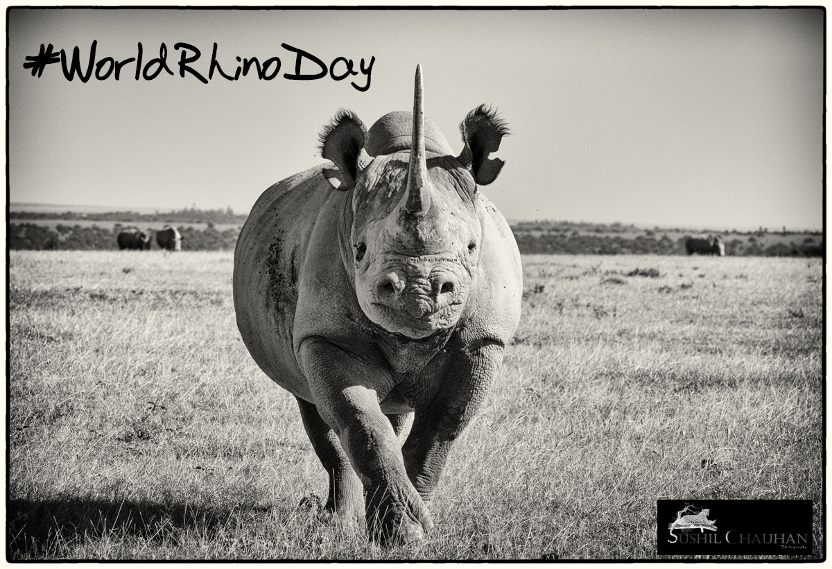Nikon D5000 sample photo. World rhino day - black rhino photography