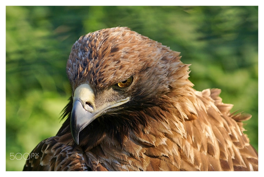 Sony Alpha DSLR-A100 sample photo. Eagle photography