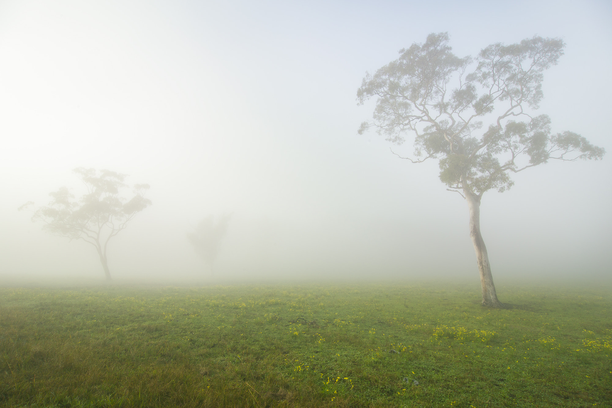 Tokina AT-X Pro 12-24mm F4 (IF) DX sample photo. Misty fields photography
