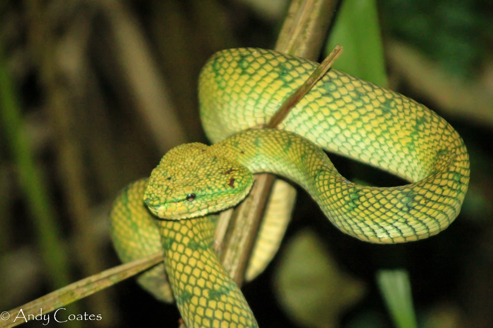 Canon EOS 550D (EOS Rebel T2i / EOS Kiss X4) sample photo. Wagler's pit viper photography