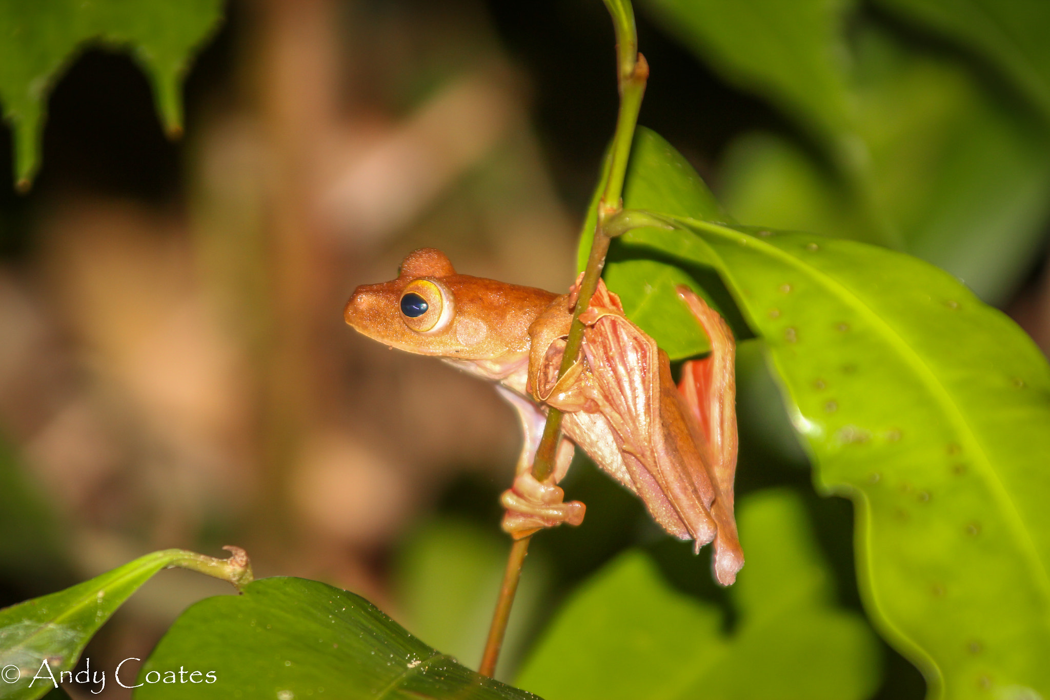 Canon EOS 550D (EOS Rebel T2i / EOS Kiss X4) sample photo. Tree frog photography