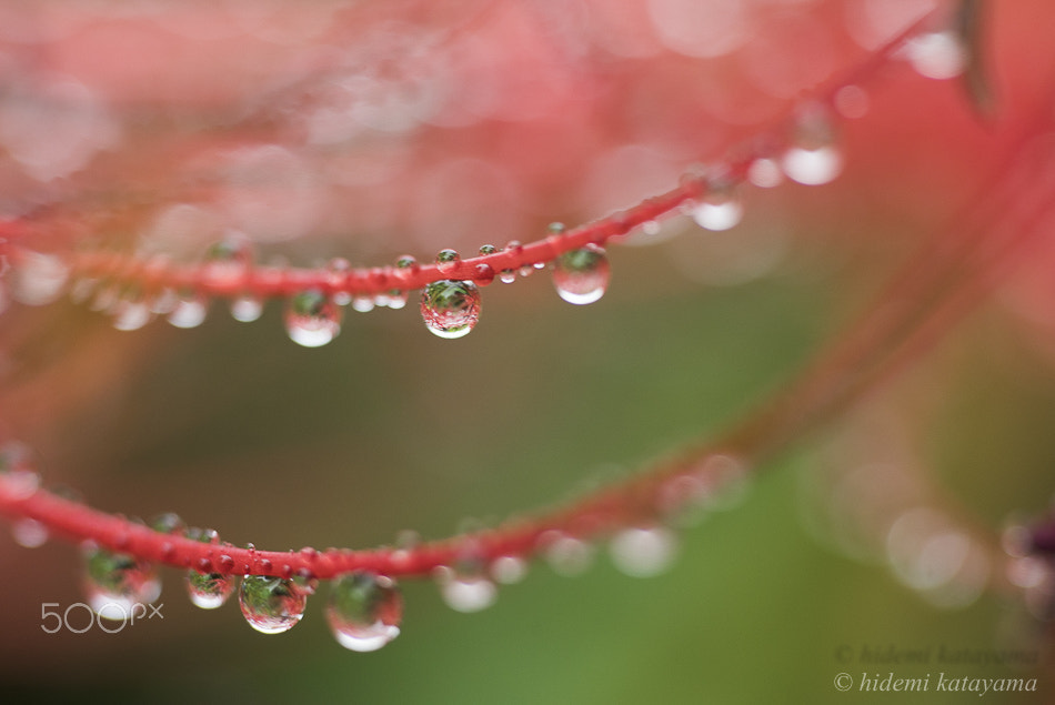 Minolta AF 50mm F3.5 Macro sample photo. Drops of necklace photography