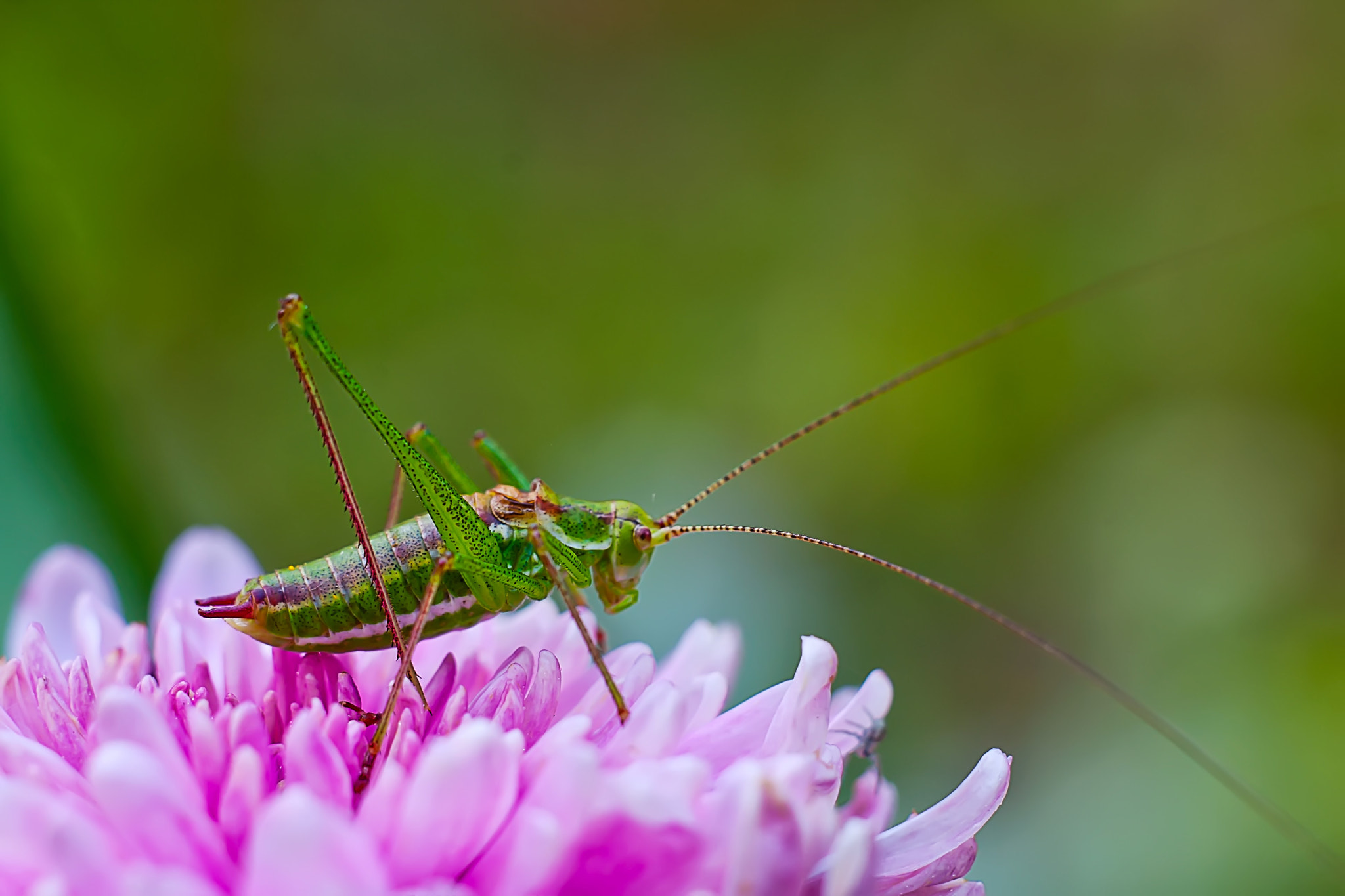 Canon EF 35-80mm f/4-5.6 sample photo. Grasshopper on the flower photography